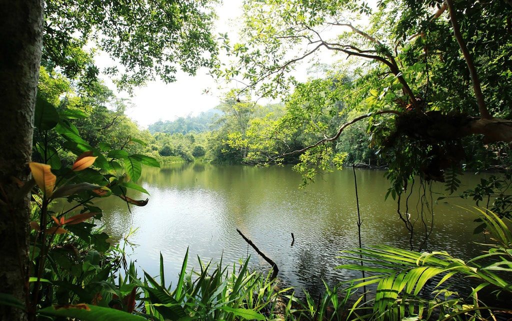 Pourquoi les forêts sont-elles un véritable trésor ?