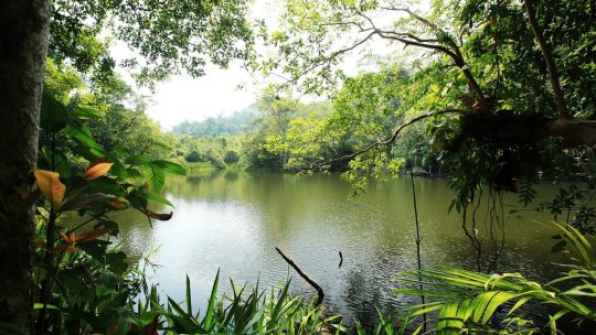 Pourquoi les forêts sont-elles un véritable trésor ?