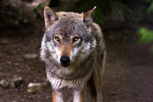 Quelle était la signification du loup pour les Vikings ?